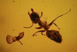 Several Fossil Ants (Formicidae) In Baltic Amber #84601-2